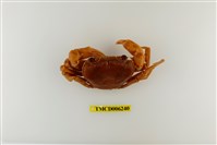 藏品(拉氏清溪蟹)的圖片